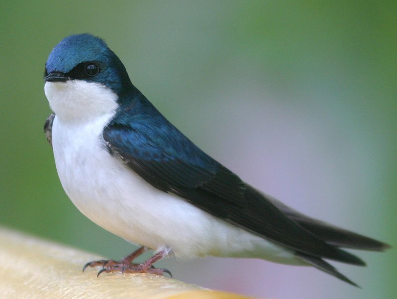 Древесная ласточка — Tachycineta bicolor (Vieillot, 1808)