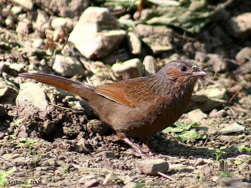 Семейство Комичные тимелии - Leiothrichidae (Swainson, 1831)