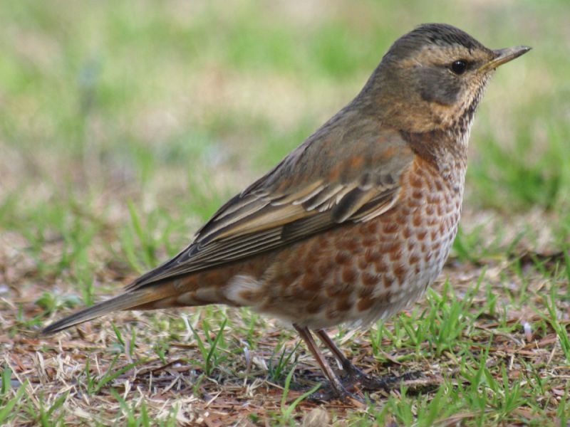 Рыжий дрозд – Turdus naumanni (Temminck, 1820)