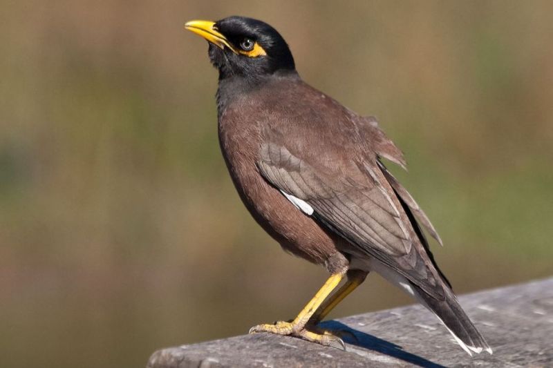 Майна - Acridotheres tristis (Linnaeus, 1766)