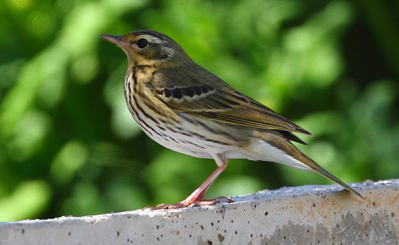 Пятнистый конёк — Anthus hodgsoni (Richmond, 1907)