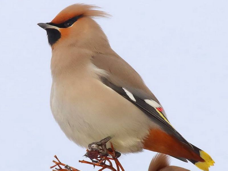 Свиристель - Bombycilla garrulus (Linnaeus, 1758)