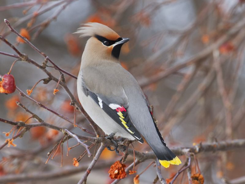Семейство Свиристелевые - Bombycillidae (Swainson, 1831)