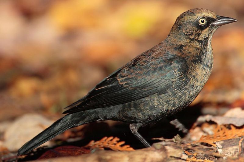 Ржавчатый трупиал - Euphagus carolinus (Statius Müller, PL, 1776)