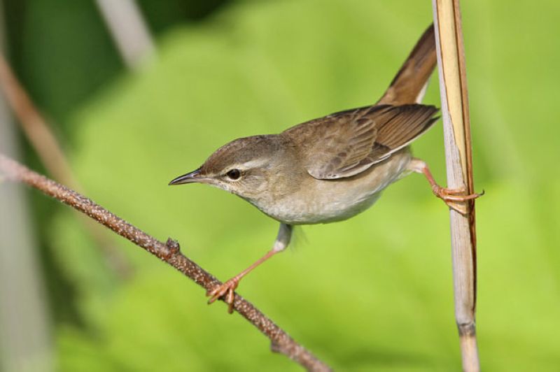 Охотский сверчок - Locustella ochotensis (Middendorff, 1853)