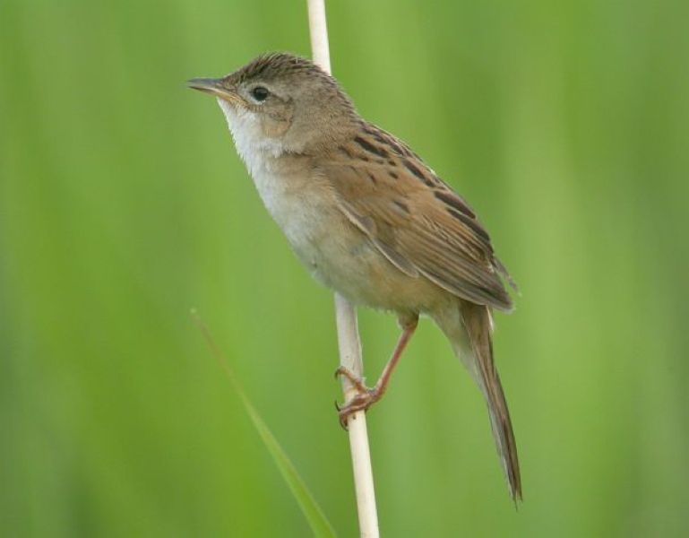 Японский сверчок - Locustella pryeri (Seebohm, 1884)