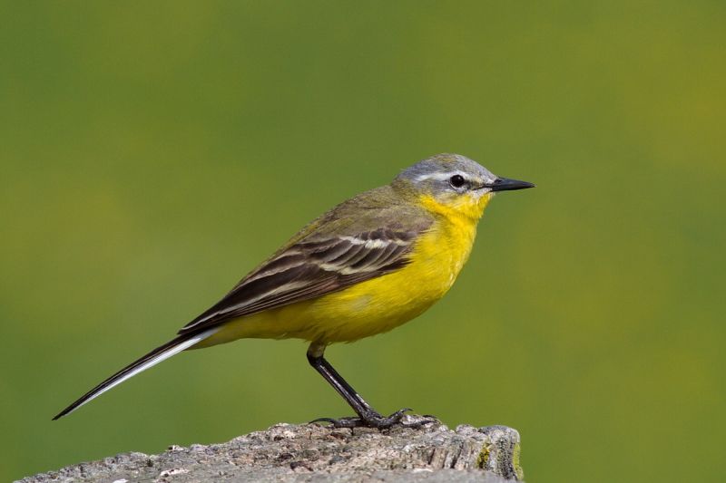 Жёлтая трясогузка - Motacilla flava (Linnaeus, 1758)