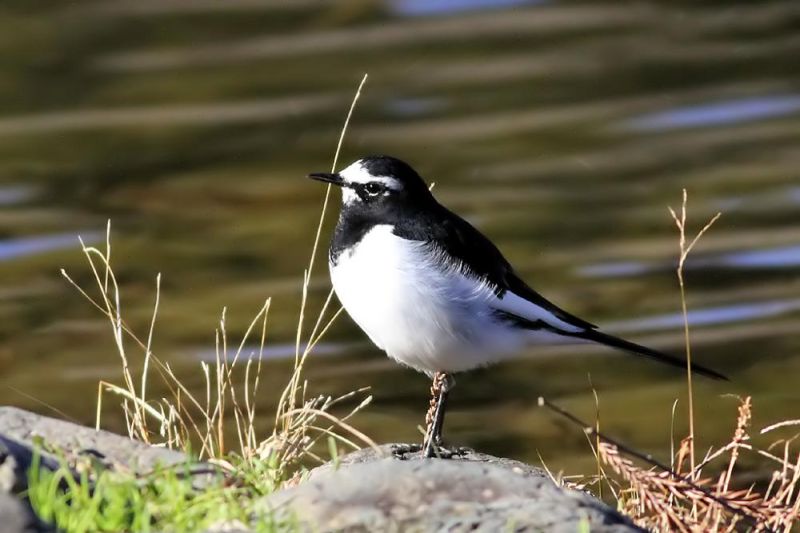 Японская трясогузка - Motacilla grandis (Sharpe, 1885)