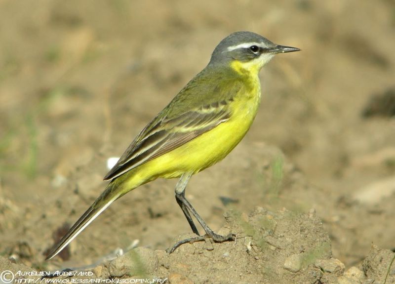 Берингийская (жёлтая) трясогузка - Motacilla tschutschensis (J.F. Gmelin, 1789)