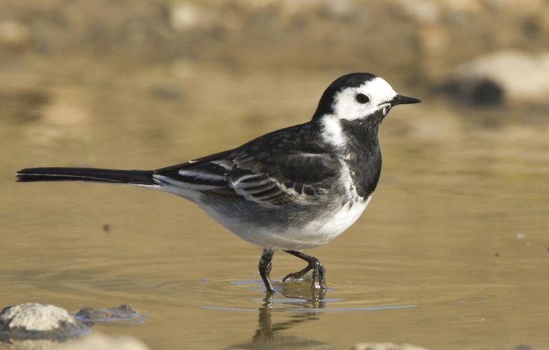 Род Трясогузки - Motacilla (Linnaeus, 1758)