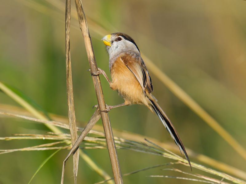 Род Тростниковые суторы - Paradoxornis (Gould, 1836)