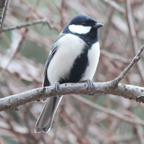 Восточная синица - Parus minor (Temminck & Schlegel, 1848)