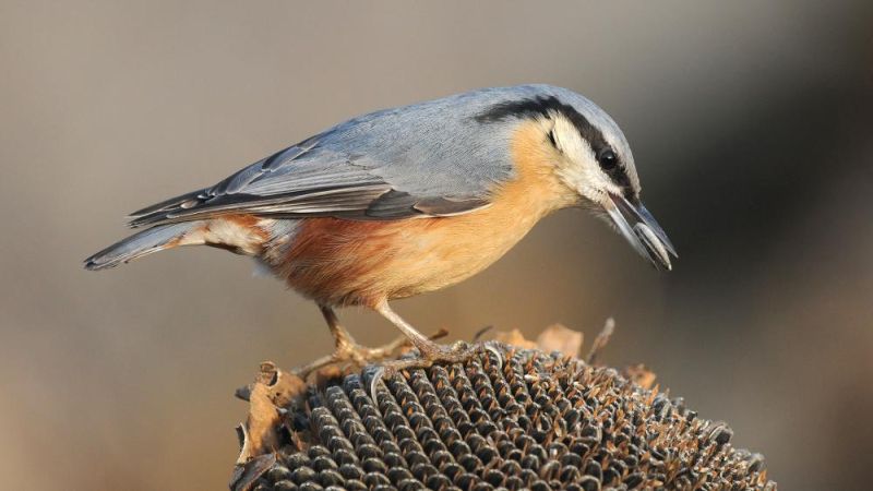 Поползень - Sitta europaea (Linnaeus, 1758)