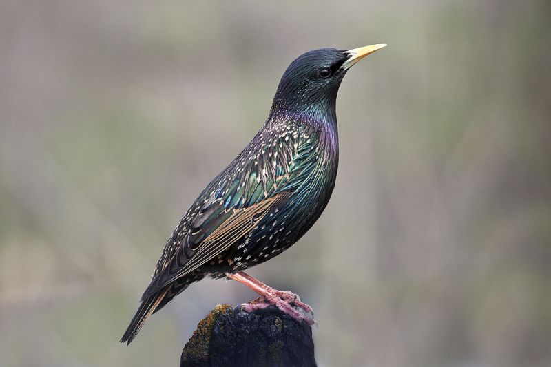 Род Скворцы - Sturnus (Linnaeus, 1758)