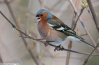 Зяблик — Fringilla coelebs (Linnaeus, 1758)