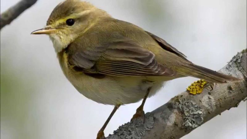 Поведение пеночки-веснички Phylloscopus trochilus в предгнездовой период
