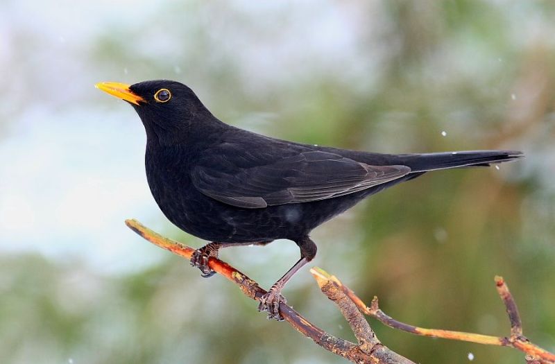 Turdus merula