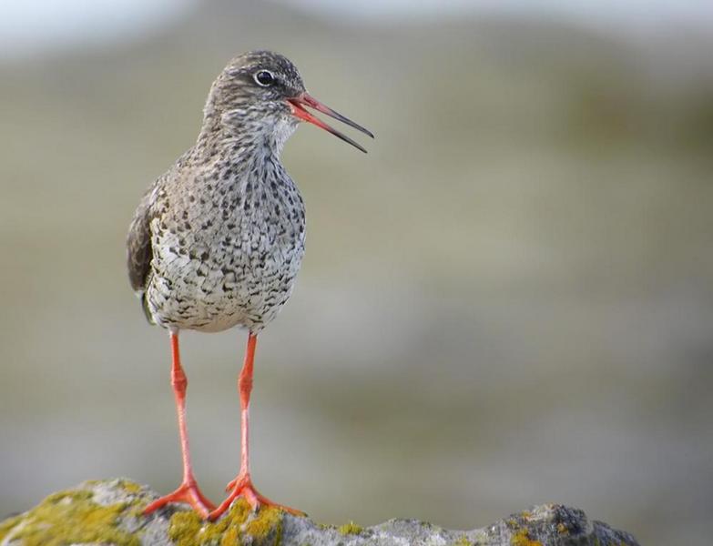 Травник Tringa totanus Linnaeus, 1758