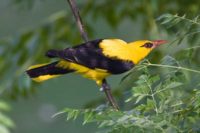 Oriolus-kundoo photo gallery