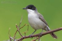 Sylvia crassirostris photo gallery