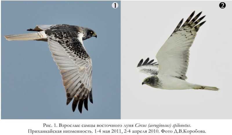 Рис. 1. Взрослые самцы восточного луня Circus (aeruginosus) spilonotus