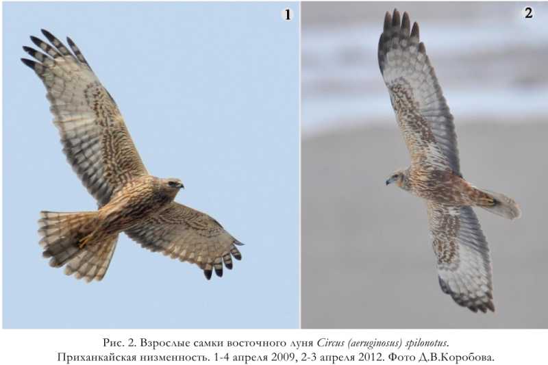 Рис. 2. Взрослые самки восточного луня Circus (aeruginosus) spilonotus