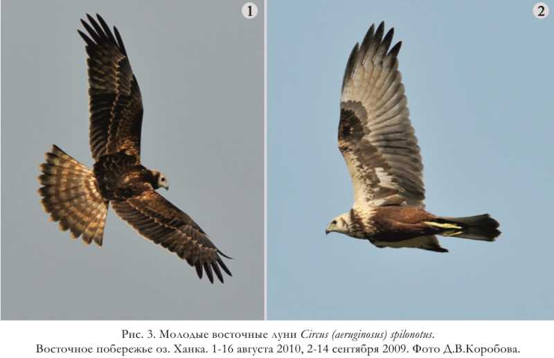 Рис. 3. Молодые восточные луни Circus (aeruginosus) spilonotus