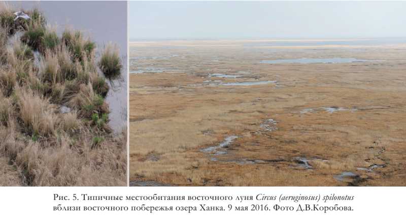 Рис. 5. Типичные местообитания восточного луня Circus (aeruginosus) spilonotus
