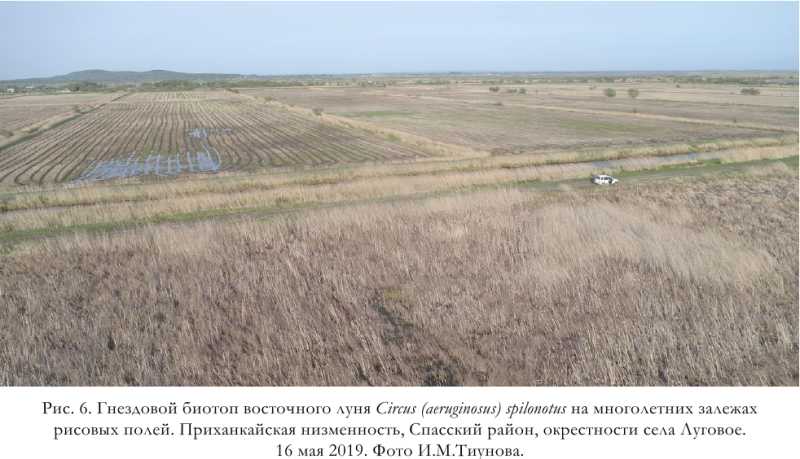 Рис. 6. Гнездовой биотоп восточного луня Circus (aeruginosus) spilonotus на многолетних залежах рисовых полей