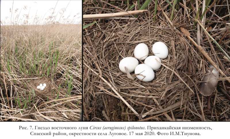 Рис. 7. Гнездо восточного луня Circus (aeruginosus) spilonotus