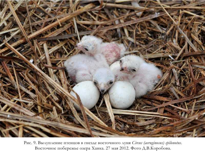 Рис. 9. Вылупление птенцов в гнезде восточного луня Circus (aeruginosus) spilonotus