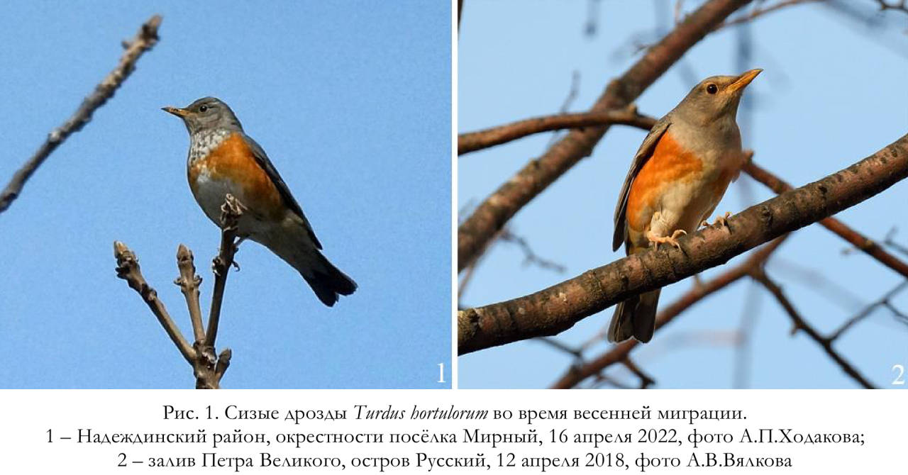 Сизые дрозды Turdus hortulorum во время весенней миграции