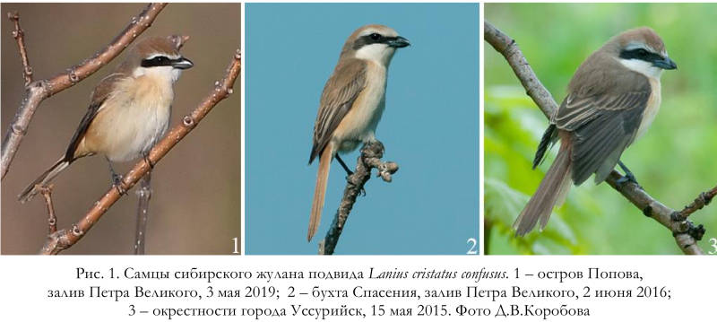 Самцы сибирского жулана подвида Lanius cristatus confusus