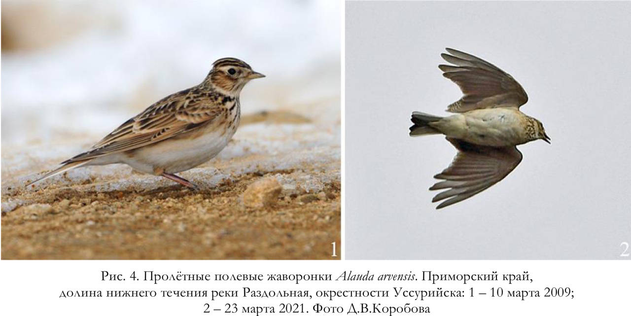 Пролётные полевые жаворонки Alauda arvensis. Приморский край,
долина нижнего течения реки Раздольная, окрестности Уссурийска