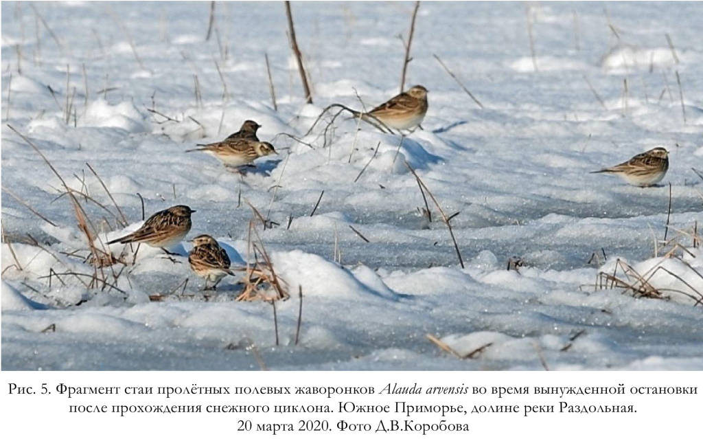 Фрагмент стаи пролётных полевых жаворонков Alauda arvensis во время вынужденной остановки после прохождения снежного циклона