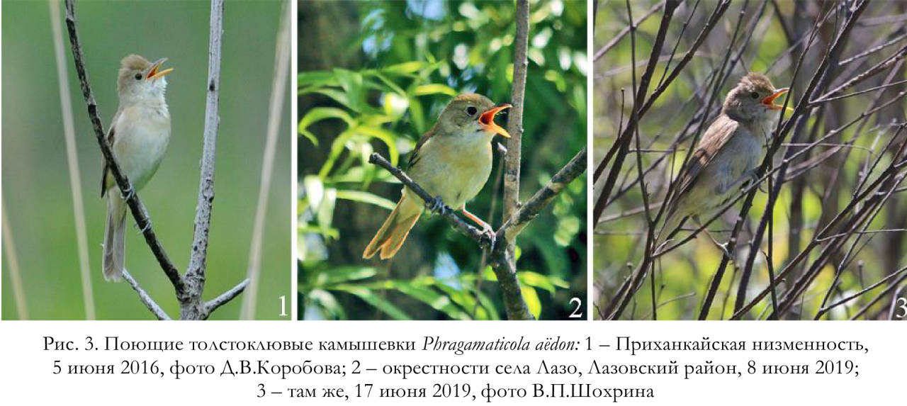 Поющие толстоклювые камышевки Phragаmaticola aёdon