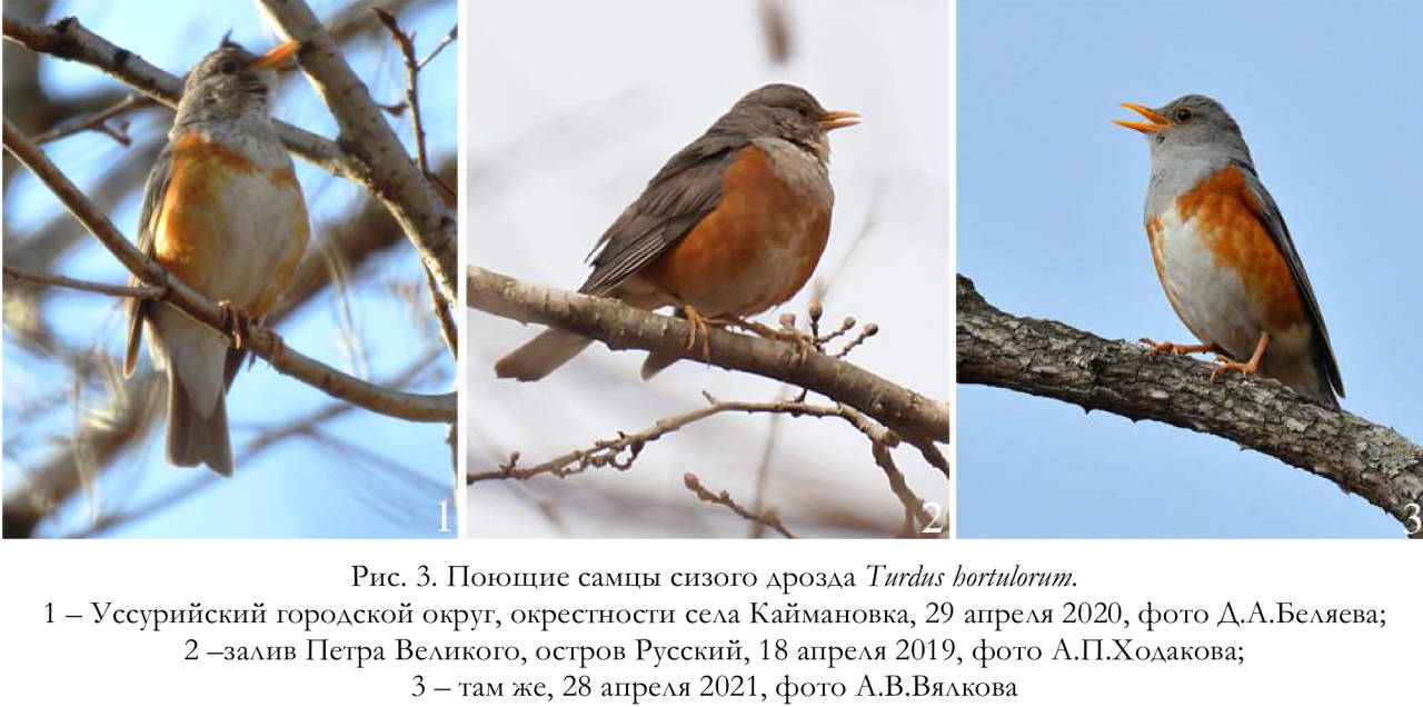 Поющие самцы сизого дрозда Turdus hortulorum
