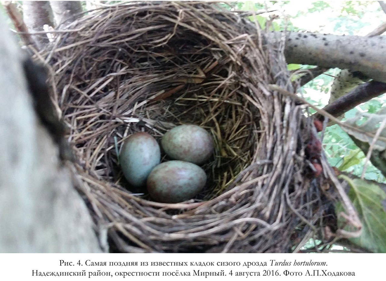 Самая поздняя из известных кладок сизого дрозда Turdus hortulorum