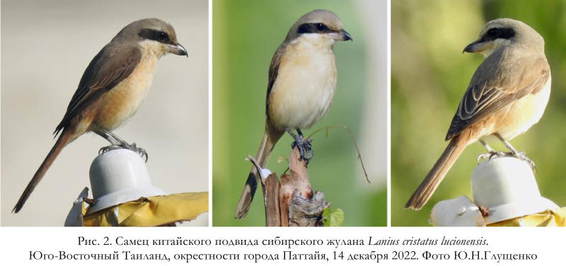 Самец китайского подвида сибирского жулана Lanius cristatus lucionensis