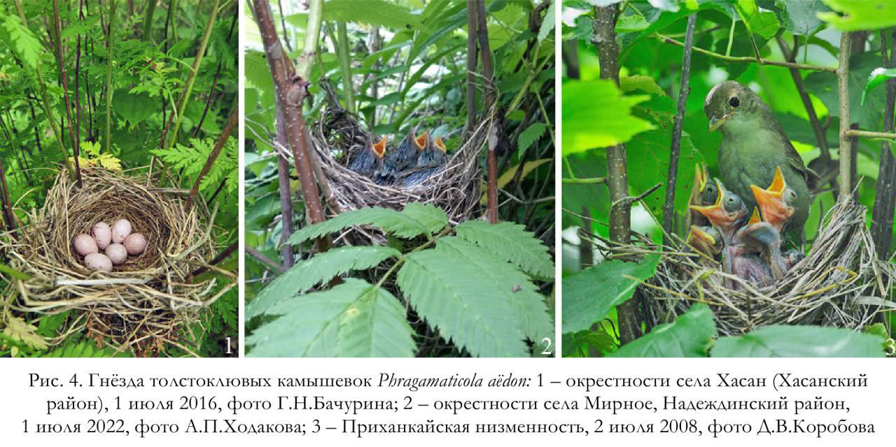 Гнёзда толстоклювых камышевок Phragаmaticola aёdon