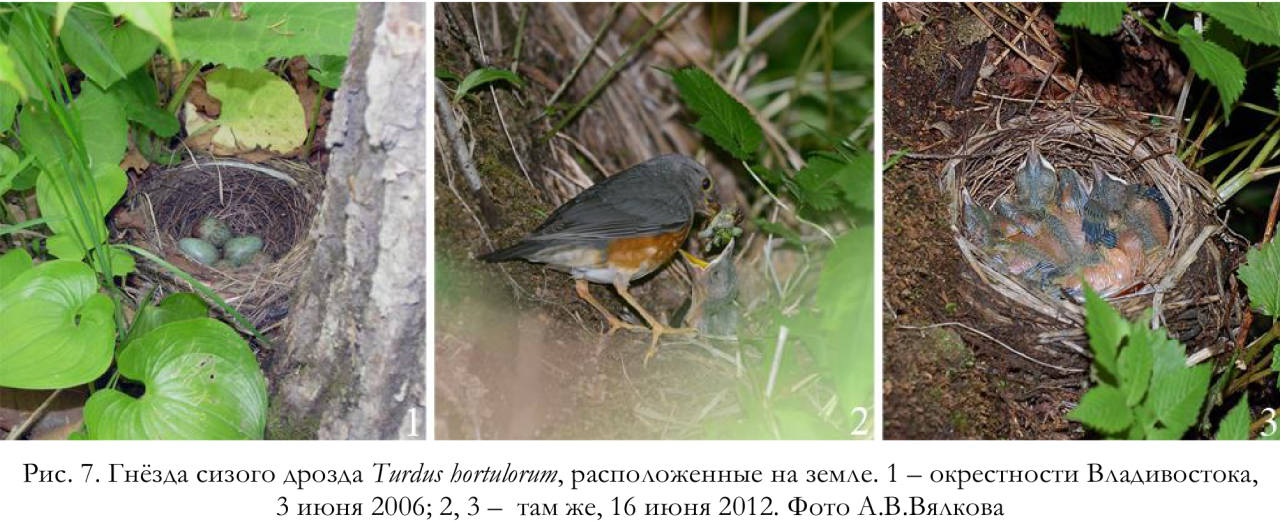 Гнёзда сизого дрозда Turdus hortulorum, расположенные на земле