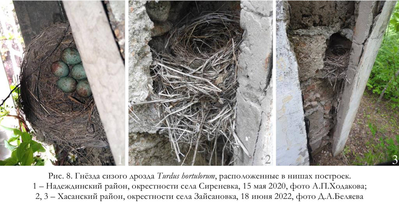 Гнёзда сизого дрозда Turdus hortulorum, расположенные в нишах построек