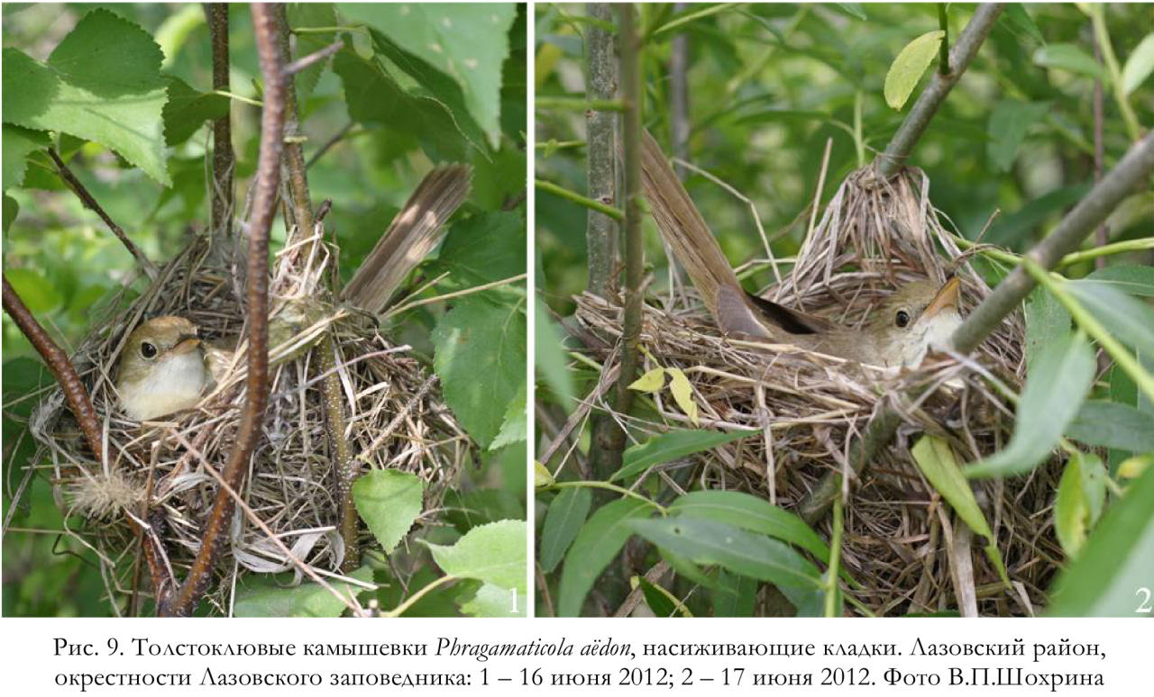 Толстоклювые камышевки Phragаmaticola aёdon, насиживающие кладки