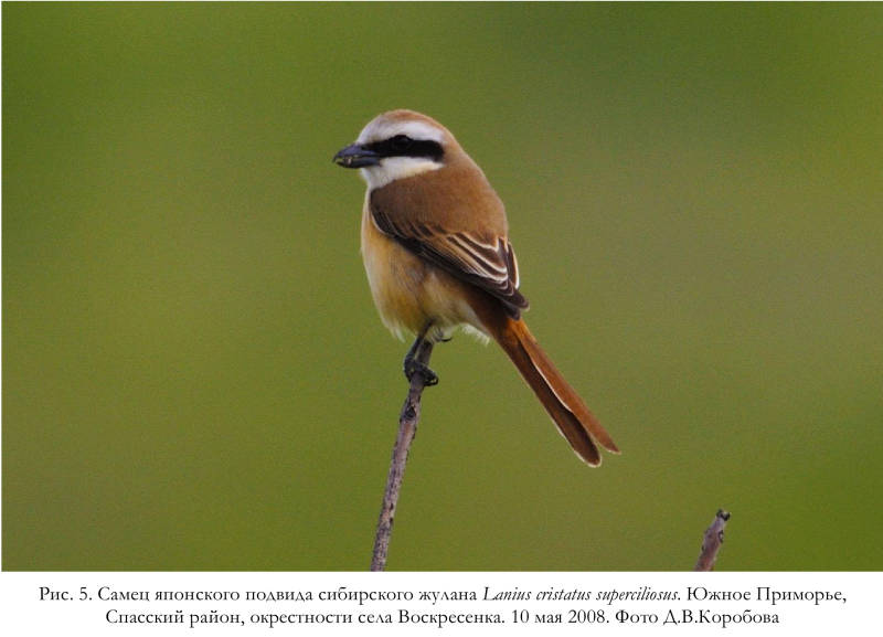 Самец японского подвида сибирского жулана Lanius cristatus superciliosus