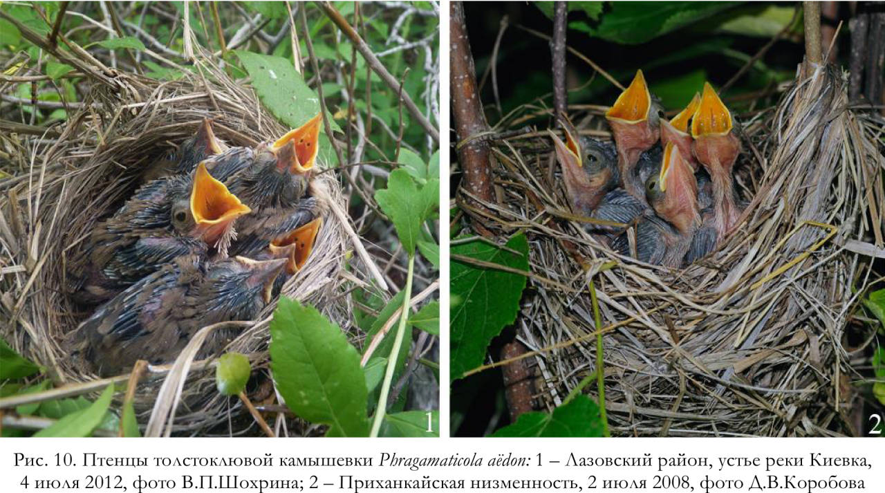 Птенцы толстоклювой камышевки Phragаmaticola aёdon