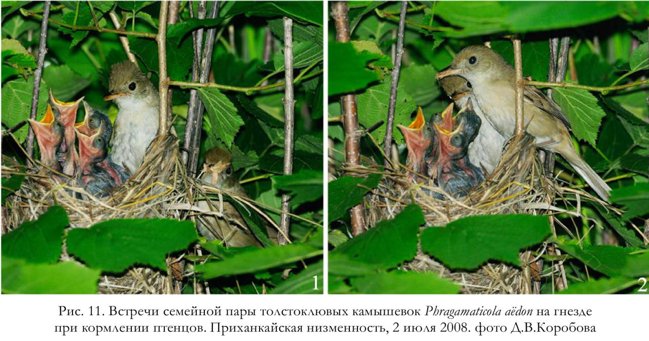 Встречи семейной пары толстоклювых камышевок Phragаmaticola aёdon на гнезде
при кормлении птенцов