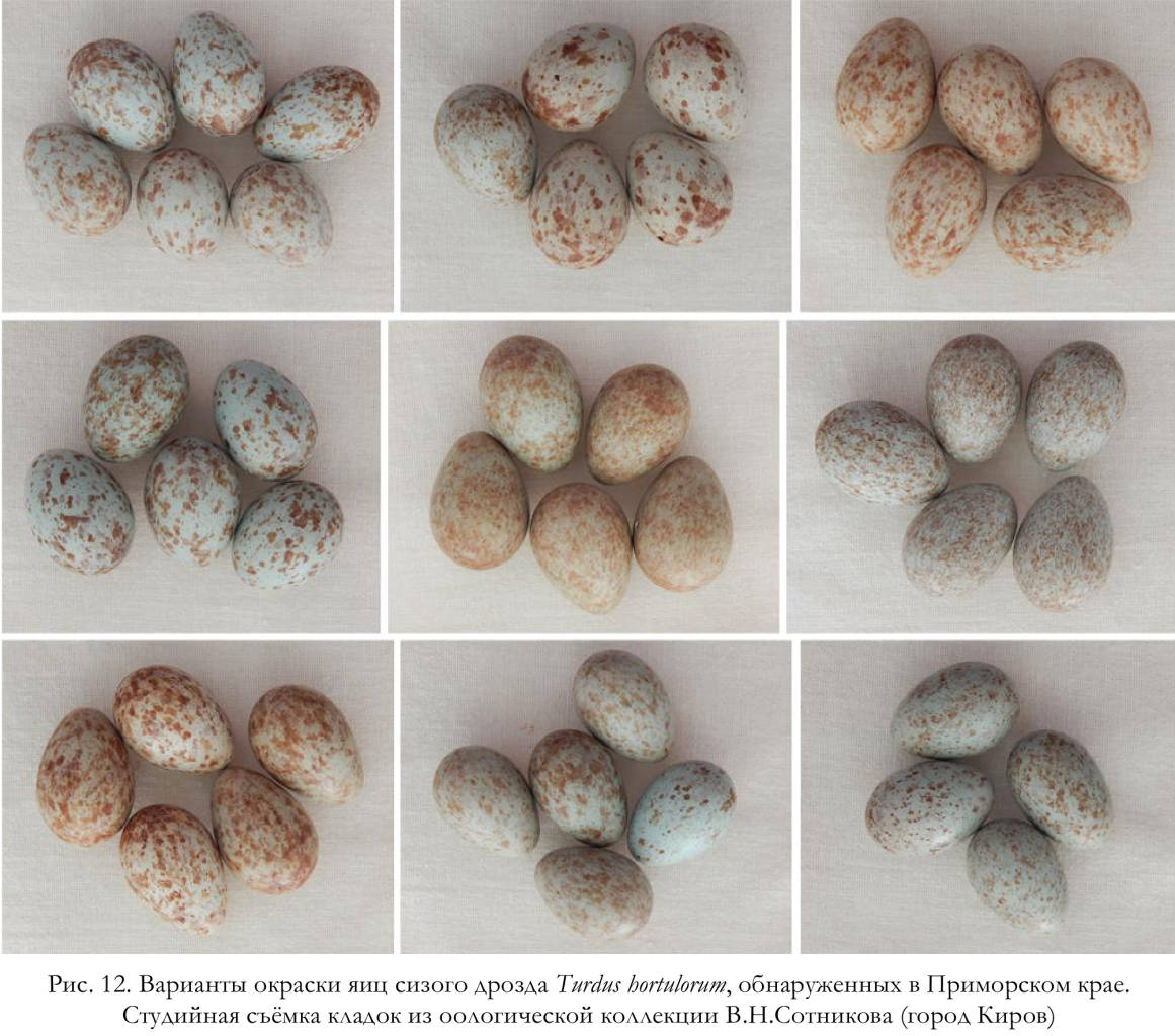 Варианты окраски яиц сизого дрозда Turdus hortulorum, обнаруженных в Приморском крае