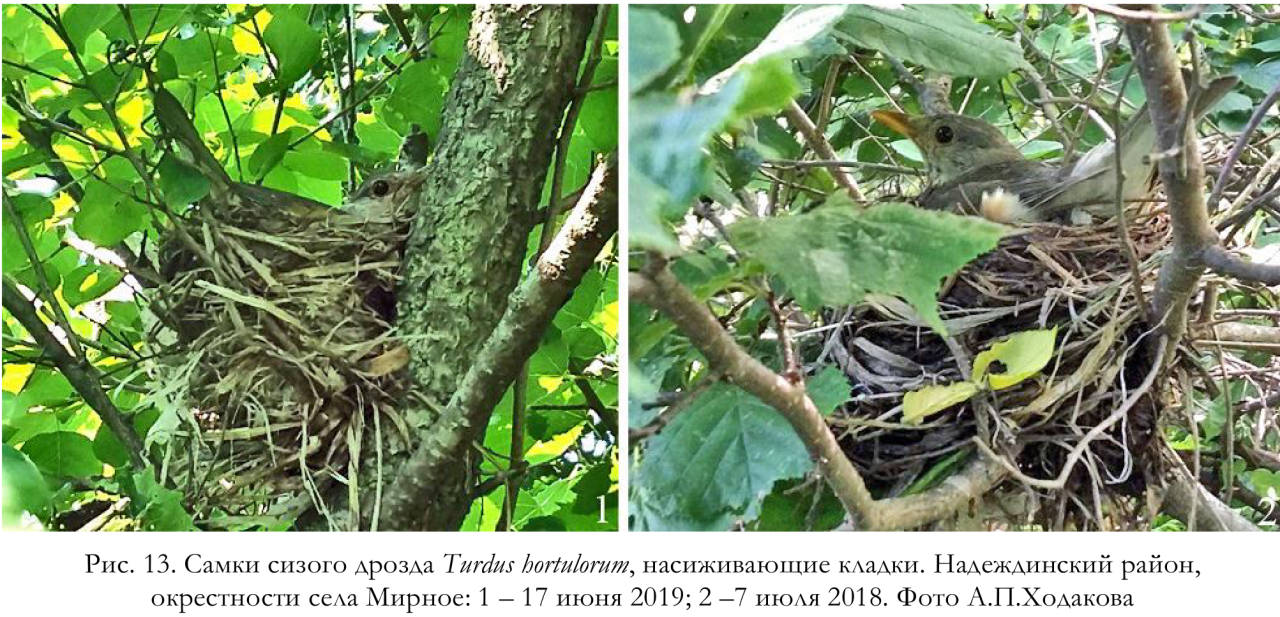 Самки сизого дрозда Turdus hortulorum, насиживающие кладки