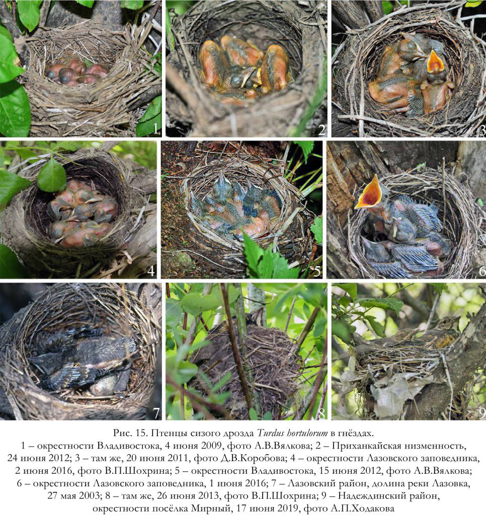 Птенцы сизого дрозда Turdus hortulorum в гнёздах
