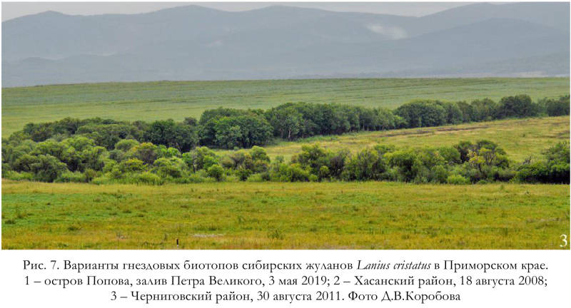 Варианты гнездовых биотопов сибирских жуланов Lanius cristatus в Приморском крае